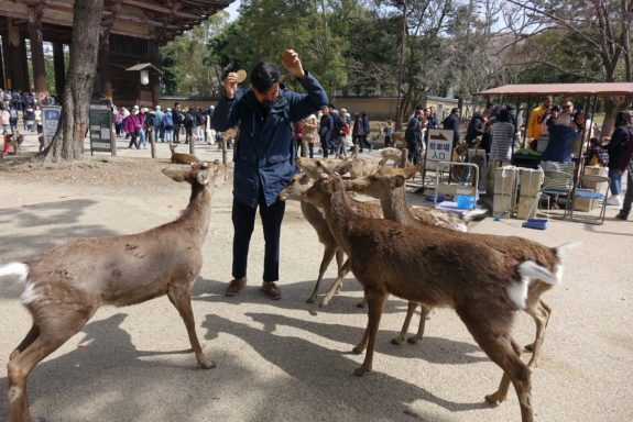 Sika Hirsch Tier Nara Park Japan