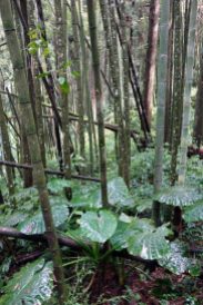 Regenwald Taiwan