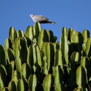 Kaktus Costa Teguise Lanzarote
